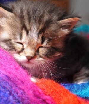 7-квітня-в-Україні-різко-похолоднішає:-температура-впаде-по-всій-країні 7-квітня-в-Україні-різко-похолоднішає:-температура-впаде-по-всій-країні