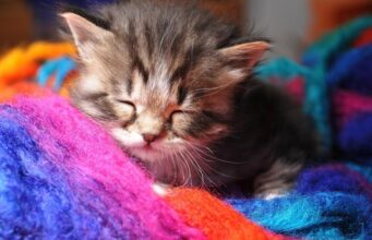 7 квітня в Україні різко похолоднішає: температура впаде по всій країні 7-квітня-в-Україні-різко-похолоднішає:-температура-впаде-по-всій-країні