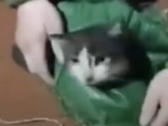 Кіт і собака подолали повітрям 12 кілометрів: волинські бійці дроном евакуювали тварин з позицій Кіт-і-собака-подолали-повітрям-12-кілометрів:-волинські-бійці-дроном-евакуювали-тварин-з-позицій