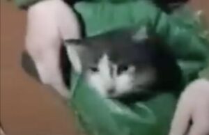 Кіт і собака подолали повітрям 12 кілометрів: волинські бійці дроном евакуювали тварин з позицій Кіт-і-собака-подолали-повітрям-12-кілометрів:-волинські-бійці-дроном-евакуювали-тварин-з-позицій