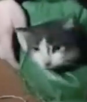 Кіт-і-собака-подолали-повітрям-12-кілометрів:-волинські-бійці-дроном-евакуювали-тварин-з-позицій