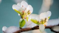 Небезпечні погодні умови в Україні: штормові вітри та заморозки На-Україну-сунуть-заморозки,-похолодання-та-штормові-вітри