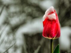 8 квітня частину України засипле мокрим снігом 8-квітня-частину-України-засипле-мокрим-снігом