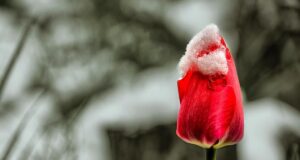 8 квітня частину України засипле мокрим снігом 8-квітня-частину-України-засипле-мокрим-снігом