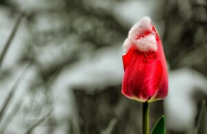 8 квітня частину України засипле мокрим снігом 8-квітня-частину-України-засипле-мокрим-снігом