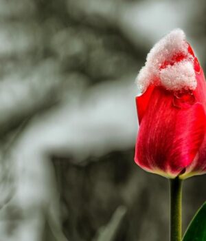 8-квітня-частину-України-засипле-мокрим-снігом