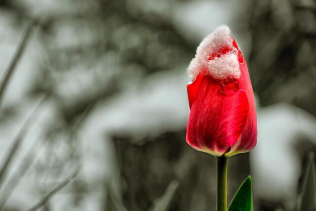 8 квітня частину України засипле мокрим снігом 8-квітня-частину-України-засипле-мокрим-снігом