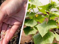 Сіємо огірки у відкритий ґрунт: найврожайніші дні 2026 року за місячним календарем Сіємо-огірки-у-відкритий-ґрунт:-найврожайніші-дні-2026-року-за-місячним-календарем