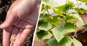 Сіємо огірки у відкритий ґрунт: найврожайніші дні 2026 року за місячним календарем Сіємо-огірки-у-відкритий-ґрунт:-найврожайніші-дні-2026-року-за-місячним-календарем