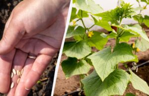 Сіємо огірки у відкритий ґрунт: найврожайніші дні 2026 року за місячним календарем Сіємо-огірки-у-відкритий-ґрунт:-найврожайніші-дні-2026-року-за-місячним-календарем