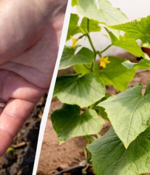 Сіємо-огірки-у-відкритий-ґрунт:-найврожайніші-дні-2026-року-за-місячним-календарем Сіємо-огірки-у-відкритий-ґрунт:-найврожайніші-дні-2026-року-за-місячним-календарем