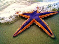 В океані мешкають дивні тварини з п’ятьма кінцівками та без голови: що про них відомо В-океані-мешкають-дивні-тварини-з-п’ятьма-кінцівками-та-без-голови:-що-про-них-відомо