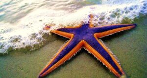 В океані мешкають дивні тварини з п’ятьма кінцівками та без голови: що про них відомо В-океані-мешкають-дивні-тварини-з-п’ятьма-кінцівками-та-без-голови:-що-про-них-відомо