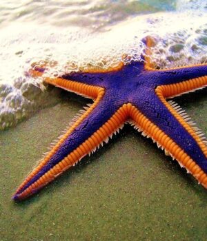 В-океані-мешкають-дивні-тварини-з-п’ятьма-кінцівками-та-без-голови:-що-про-них-відомо В-океані-мешкають-дивні-тварини-з-п’ятьма-кінцівками-та-без-голови:-що-про-них-відомо