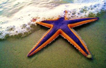 В океані мешкають дивні тварини з п’ятьма кінцівками та без голови: що про них відомо В-океані-мешкають-дивні-тварини-з-п’ятьма-кінцівками-та-без-голови:-що-про-них-відомо