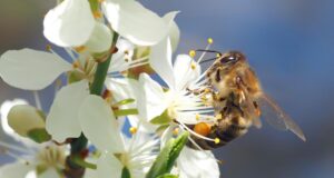 5 простих способів запилення рослин, якщо немає бджіл 5-простих-способів-запилення-рослин,-якщо-немає-бджіл