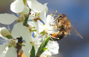 5 простих способів запилення рослин, якщо немає бджіл 5-простих-способів-запилення-рослин,-якщо-немає-бджіл