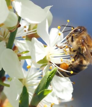 5-простих-способів-запилення-рослин,-якщо-немає-бджіл