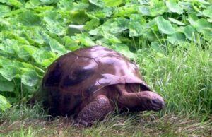 Старша за Єллоустонський національний парк: якій наземній тварині найбільше років Старша-за-Єллоустонський-національний-парк:-якій-наземній-тварині-найбільше-років