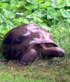 Старша-за-Єллоустонський-національний-парк:-якій-наземній-тварині-найбільше-років