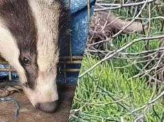 На Одещині врятували дику тварину, яка під час атаки РФ заскочила у двір житлового будинку На-Одещині-врятували-дику-тварину,-яка-під-час-атаки-РФ-заскочила-у-двір-житлового-будинку