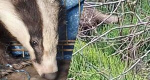 На Одещині врятували дику тварину, яка під час атаки РФ заскочила у двір житлового будинку На-Одещині-врятували-дику-тварину,-яка-під-час-атаки-РФ-заскочила-у-двір-житлового-будинку