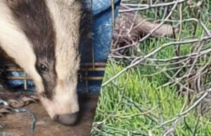 На Одещині врятували дику тварину, яка під час атаки РФ заскочила у двір житлового будинку На-Одещині-врятували-дику-тварину,-яка-під-час-атаки-РФ-заскочила-у-двір-житлового-будинку