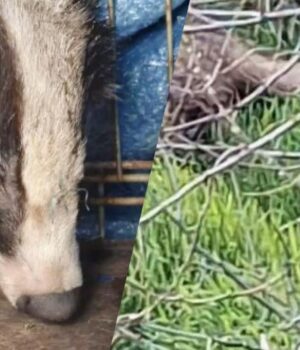 На-Одещині-врятували-дику-тварину,-яка-під-час-атаки-РФ-заскочила-у-двір-житлового-будинку На-Одещині-врятували-дику-тварину,-яка-під-час-атаки-РФ-заскочила-у-двір-житлового-будинку