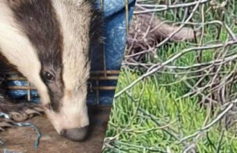 На Одещині врятували дику тварину, яка під час атаки РФ заскочила у двір житлового будинку На-Одещині-врятували-дику-тварину,-яка-під-час-атаки-РФ-заскочила-у-двір-житлового-будинку