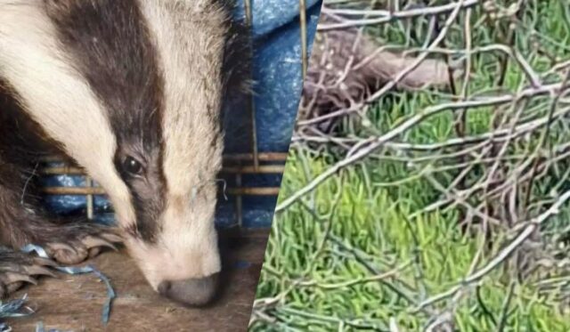 На Одещині врятували дику тварину, яка під час атаки РФ заскочила у двір житлового будинку На-Одещині-врятували-дику-тварину,-яка-під-час-атаки-РФ-заскочила-у-двір-житлового-будинку