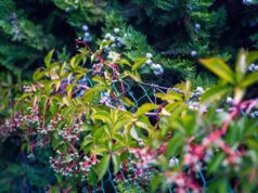 Садівники назвали шість швидкорослих квітучих ліан, які ідеально закривають паркани Садівники-назвали-шість-швидкорослих-квітучих-ліан,-які-ідеально-закривають-паркани