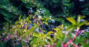 Садівники назвали шість швидкорослих квітучих ліан, які ідеально закривають паркани Садівники-назвали-шість-швидкорослих-квітучих-ліан,-які-ідеально-закривають-паркани