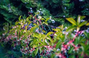 Садівники назвали шість швидкорослих квітучих ліан, які ідеально закривають паркани Садівники-назвали-шість-швидкорослих-квітучих-ліан,-які-ідеально-закривають-паркани