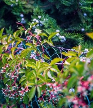 Садівники-назвали-шість-швидкорослих-квітучих-ліан,-які-ідеально-закривають-паркани