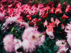 7 вражаючих рожевих квітів, які швидко прикрасять будь-який двір вже у цьому сезоні 7-вражаючих-рожевих-квітів,-які-швидко-прикрасять-будь-який-двір-вже-у-цьому-сезоні