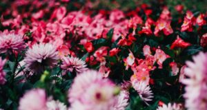 7 вражаючих рожевих квітів, які швидко прикрасять будь-який двір вже у цьому сезоні 7-вражаючих-рожевих-квітів,-які-швидко-прикрасять-будь-який-двір-вже-у-цьому-сезоні