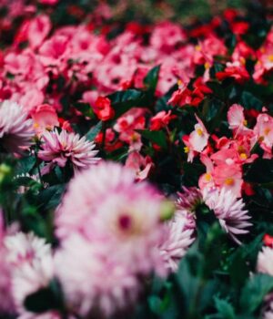 7-вражаючих-рожевих-квітів,-які-швидко-прикрасять-будь-який-двір-вже-у-цьому-сезоні