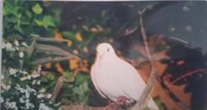 Найстаріший голуб у світі прожив понад 44 роки Найстаріший-голуб-у-світі-прожив-понад-44-роки