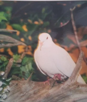 Найстаріший-голуб-у-світі-прожив-понад-44-роки Найстаріший-голуб-у-світі-прожив-понад-44-роки