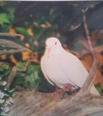 Найстаріший голуб у світі прожив понад 44 роки Найстаріший-голуб-у-світі-прожив-понад-44-роки