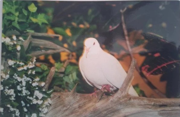 Найстаріший голуб у світі прожив понад 44 роки Найстаріший-голуб-у-світі-прожив-понад-44-роки