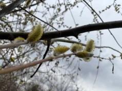 В Україні очікуються заморозки, дощі та мокрий сніг В Україні очікуються заморозки, дощі та мокрий сніг