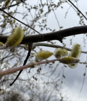 5366308001813305335.webp В Україні очікуються заморозки, дощі та мокрий сніг