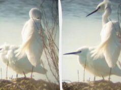 До Одещини прилетіли білосніжні птахи, які зимували в Африці До-Одещини-прилетіли-білосніжні-птахи,-які-зимували-в-Африці