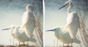 До Одещини прилетіли білосніжні птахи, які зимували в Африці До-Одещини-прилетіли-білосніжні-птахи,-які-зимували-в-Африці