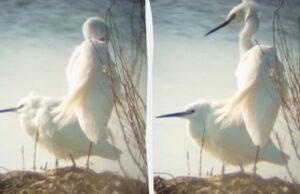 До Одещини прилетіли білосніжні птахи, які зимували в Африці До-Одещини-прилетіли-білосніжні-птахи,-які-зимували-в-Африці