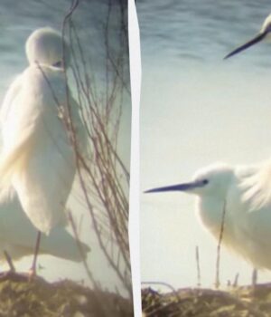 До-Одещини-прилетіли-білосніжні-птахи,-які-зимували-в-Африці