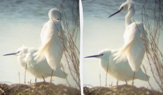 До Одещини прилетіли білосніжні птахи, які зимували в Африці До-Одещини-прилетіли-білосніжні-птахи,-які-зимували-в-Африці