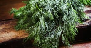 Кріп залишатиметься свіжим дуже довго: як правильно зберігати зелень у холодильнику Кріп-залишатиметься-свіжим-дуже-довго:-як-правильно-зберігати-зелень-у-холодильнику