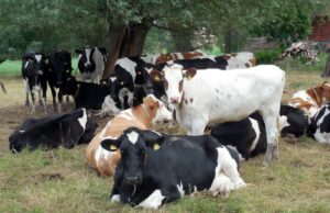 “Прорвався через кордон”: у Китаї виявили перші випадки ящуру, на який не діє вакцина “Прорвався-через-кордон”:-у-Китаї-виявили-перші-випадки-ящуру,-на-який-не-діє-вакцина